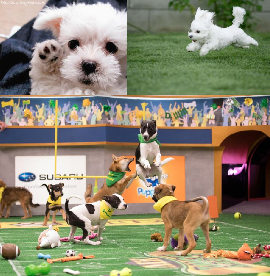 The Puppy Bowl